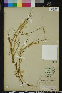 Paspalum distichum image