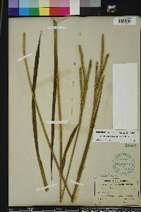 Paspalum floridanum image