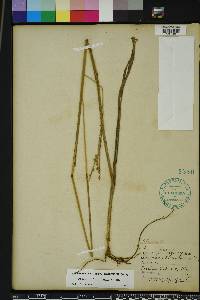 Paspalum floridanum image