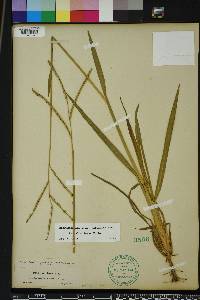 Paspalum laeve image