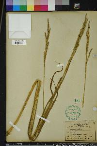 Paspalum urvillei image