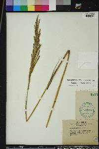 Paspalum urvillei image