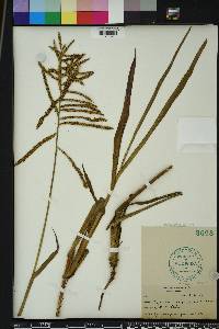 Paspalum paniculatum image