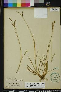 Paspalum plicatulum image