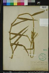 Paspalum pubiflorum image