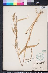 Pennisetum pedicellatum image