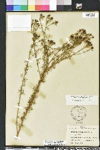 Dalea pinnata var. adenopoda image