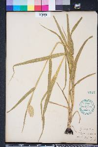 Phalaris canariensis image