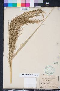 Phragmites karka image