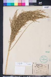 Phragmites karka image