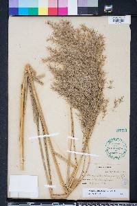 Phragmites karka image