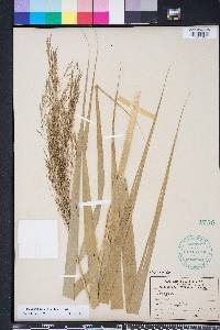 Phragmites karka image