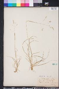 Poa autumnalis image