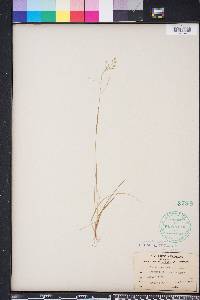 Poa autumnalis image
