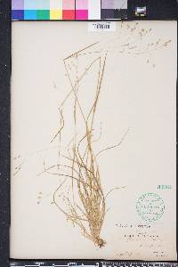 Poa autumnalis image