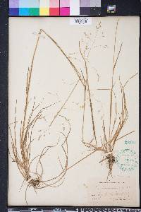 Poa autumnalis image