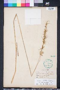 Sorghastrum secundum image