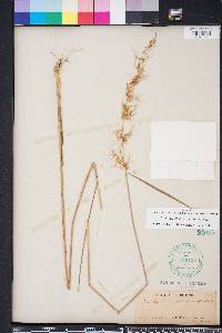 Sorghastrum secundum image