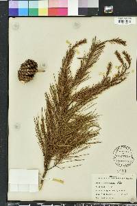 Pinus clausa image