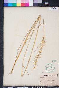 Sorghastrum secundum image