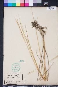 Spartina alterniflora image