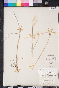 Andropogon ternarius image