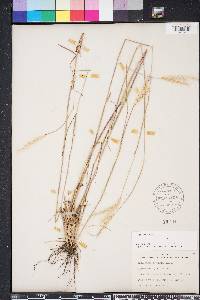 Andropogon ternarius image