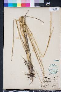 Spartina alterniflora image