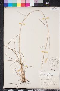 Andropogon ternarius image