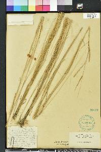 Spartina patens image