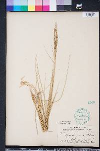 Spartina patens image