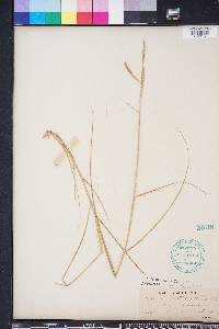 Spartina patens image