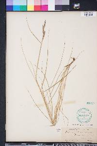 Spartina patens image