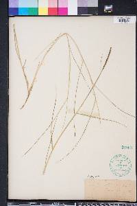 Spartina patens image