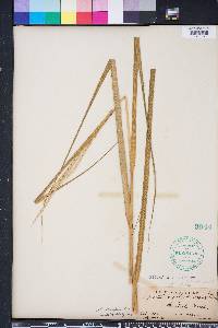 Spartina alterniflora image