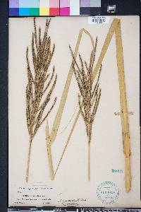 Spartina cynosuroides image