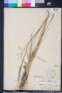 Spartina alterniflora image