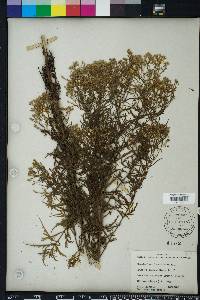 Eupatorium x pinnatifidum image