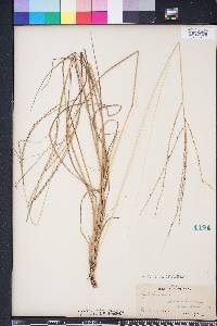 Digitaria villosa image