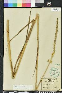 Tripsacum dactyloides image