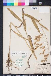 Chasmanthium latifolium image