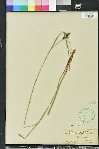 Carex caroliniana image