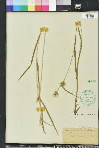 Carex folliculata image