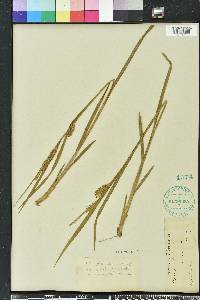 Carex folliculata image