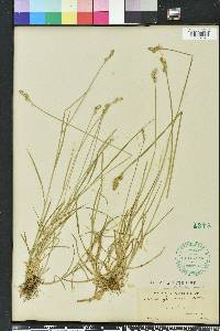 Carex festucacea image