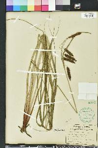 Carex glaucescens image