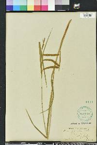 Carex gynandra image