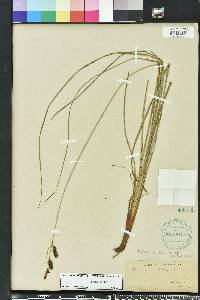 Carex glaucescens image