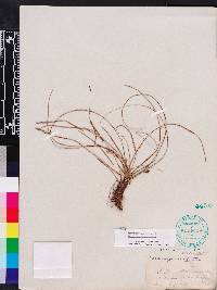 Carex nigromarginata image