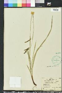 Carex oxylepis image